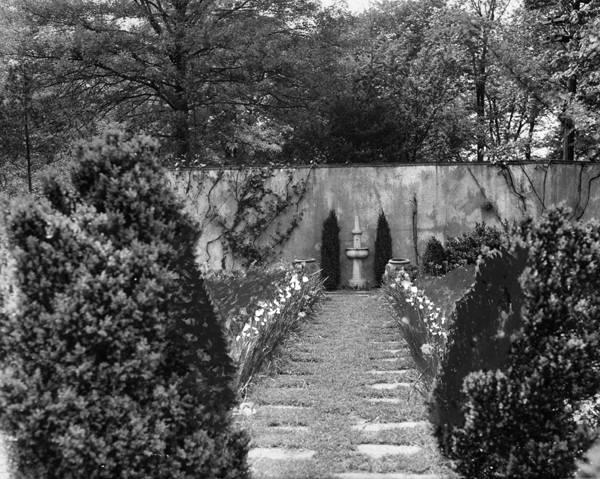 A line of tulips in the garden of Mrs. Kermode Gill, Harcourt Drive.